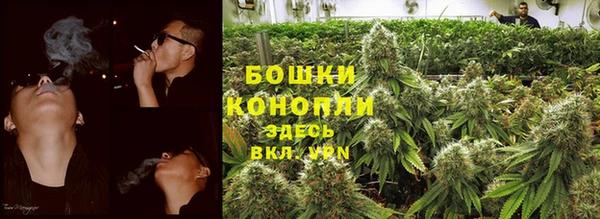 прущие грибы Коряжма